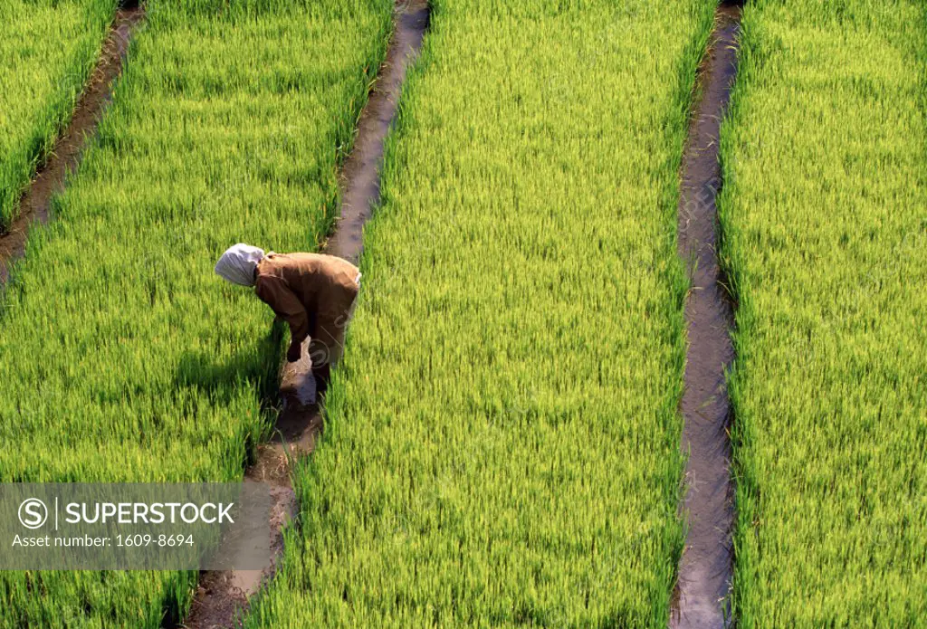 Rice field, Philippines