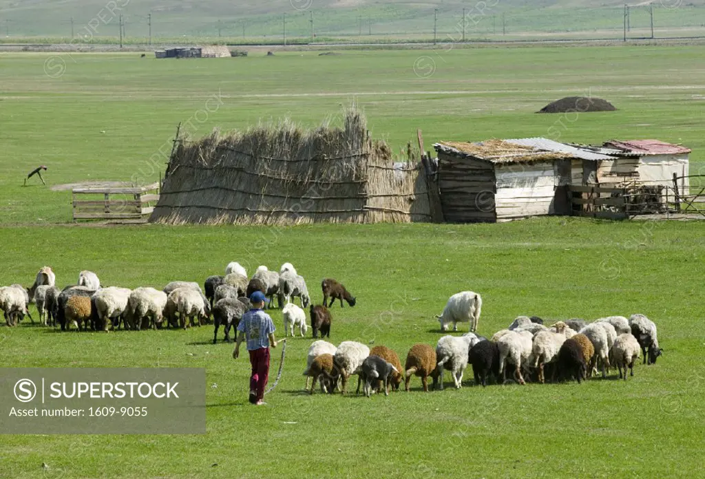 Shepherd with sheep, Moldavia, Romania