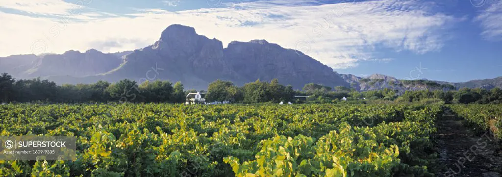 Boschendal Wine Estate, Franschoek, Cape Province, South Africa