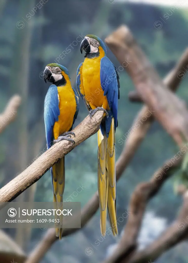 Macaws, Jurong Bird Park, Singapore