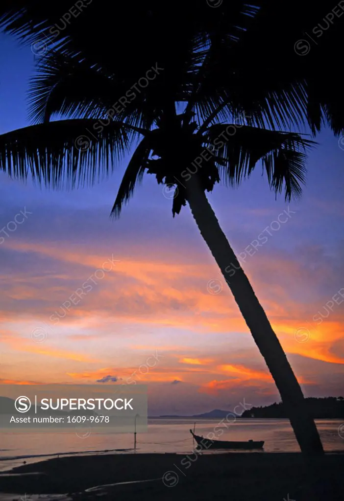 Palm tree and beach, Phuket, Thailand