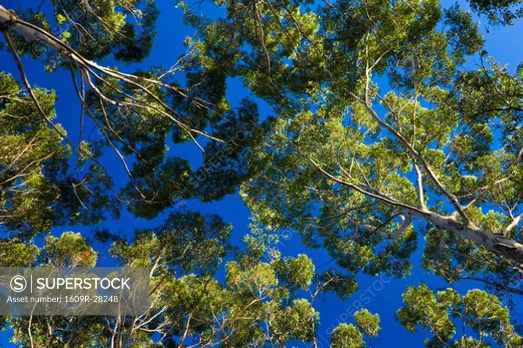Karri Trees, nr Denmark, Western Australia, Australia