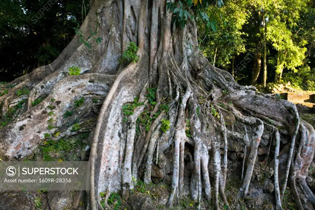 Belize, Lamanai, Roots of tree