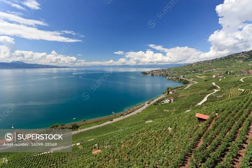Switzerland, Vaud, Lavaux Vineyards and Lac Leman / Lake Geneva