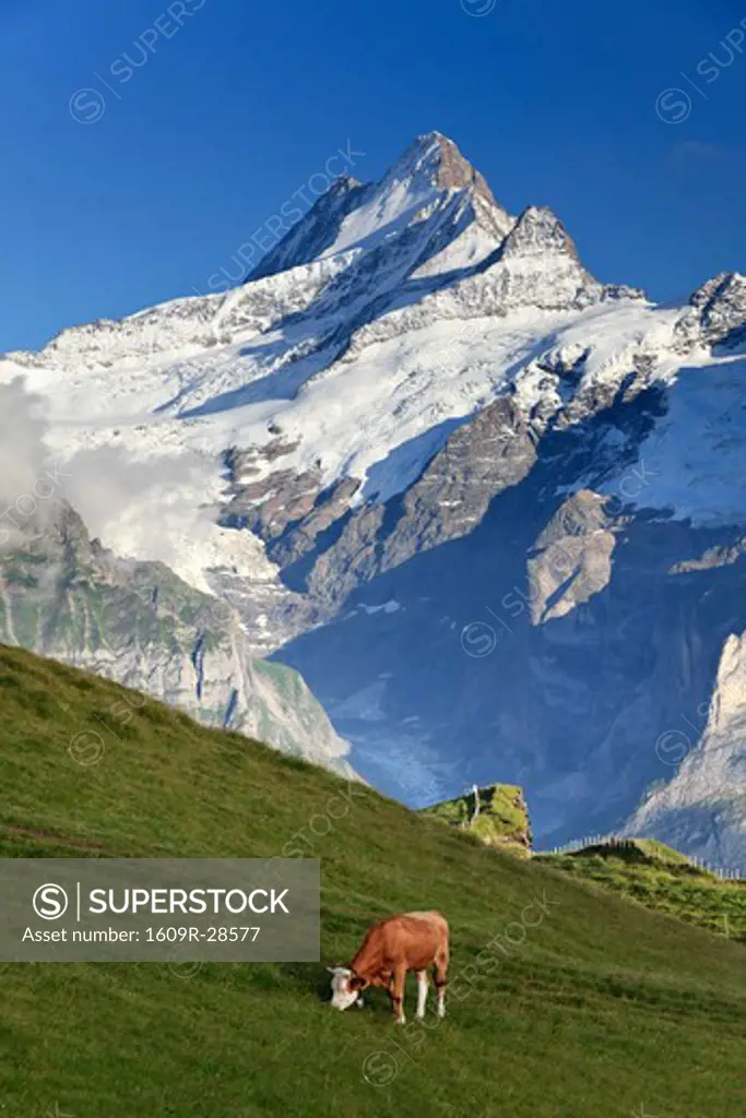 Switzerland, Bernese Oberland, Grindelwald, First, Mt Schreckhorn