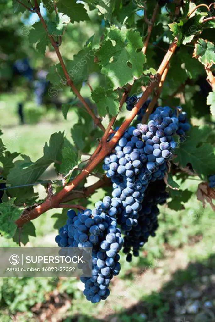 Grapes, Burgundy, France