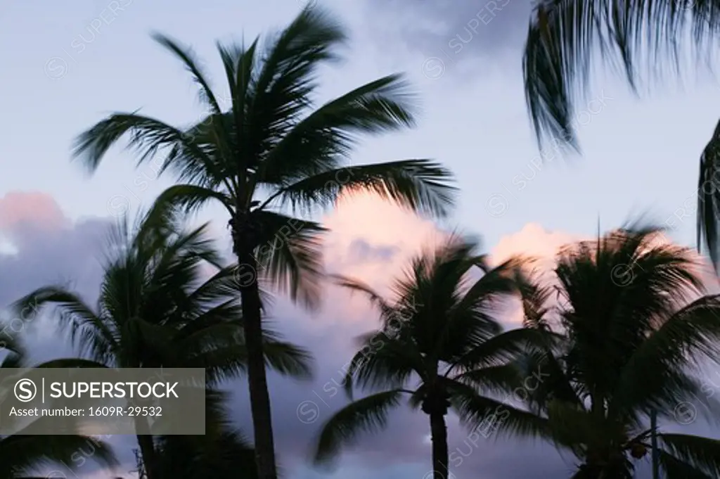 Guadaloupe, Grande Terre, Bas du Fort, Palms at Sunrise