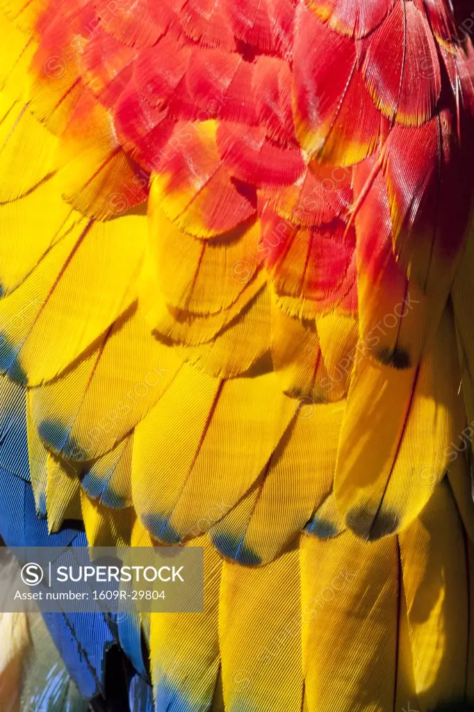 Honduras, Bay Islands, Roatan, Scarlet Macaw
