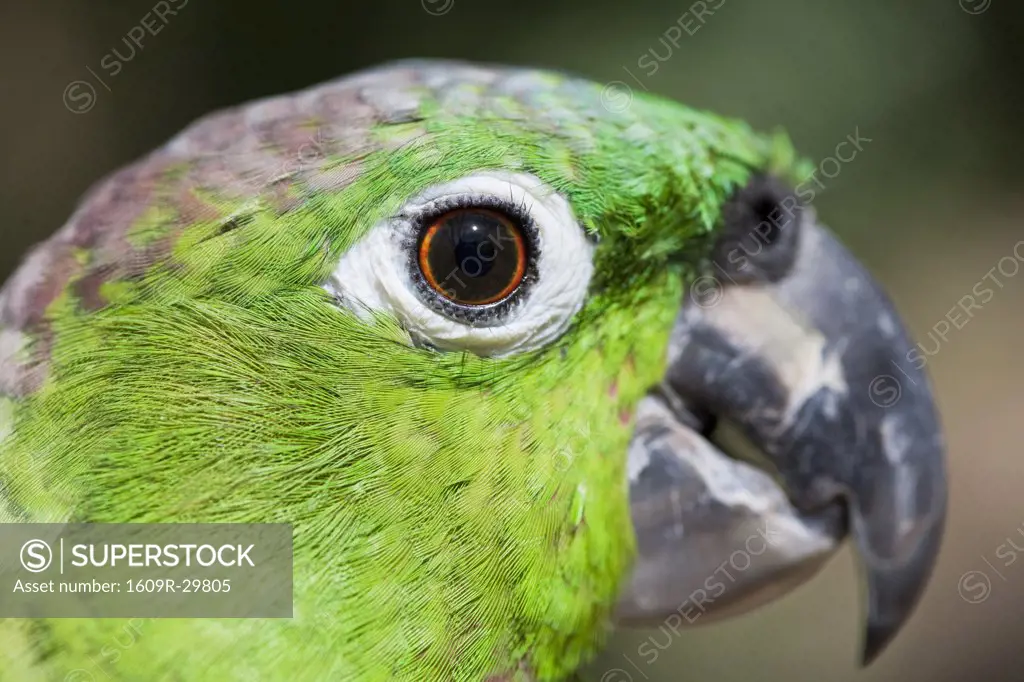 Honduras, Bay Islands, Roatan, Green parrot