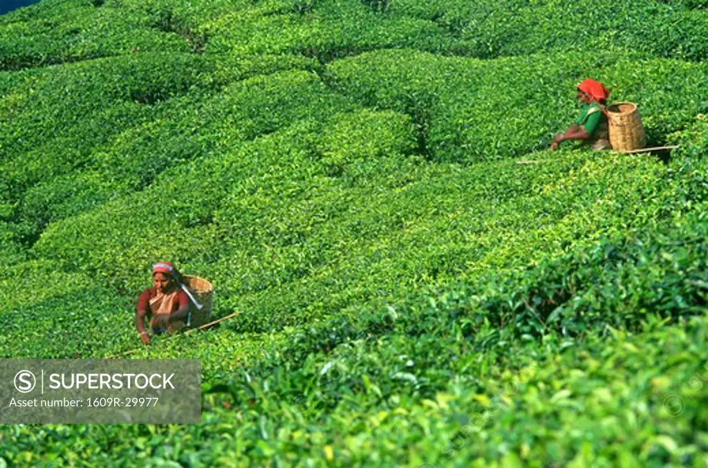 Tea Pickers, Kerala, India