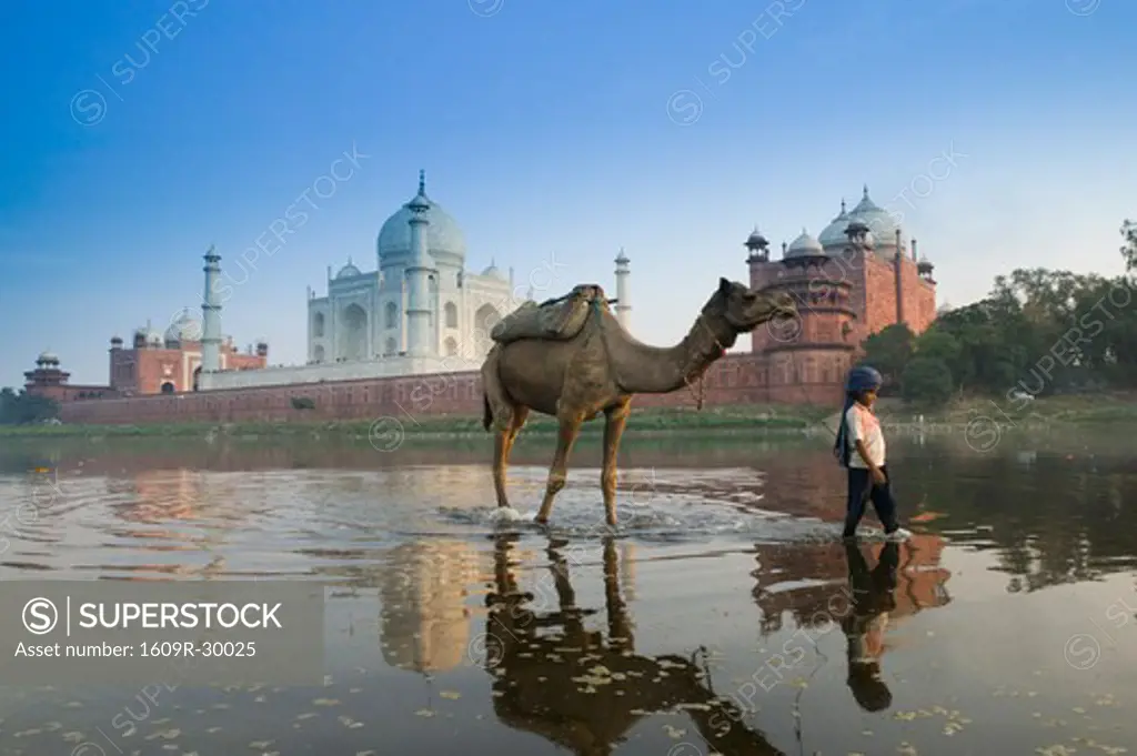 India, Uttar Pradesh, Agra, Taj Mahal,  Indian Boy & Camel in Yamuna River