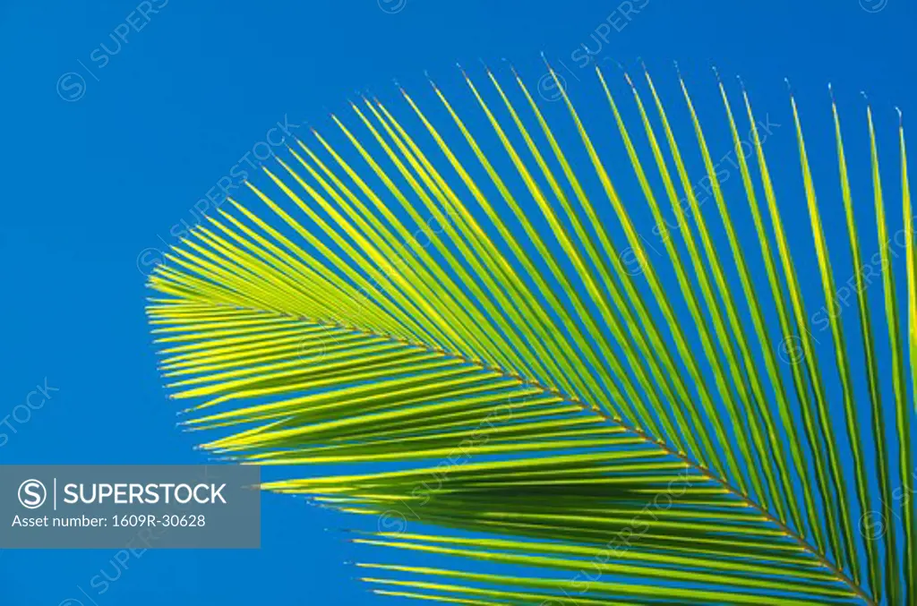 Palm Tree on beach, The Maldives