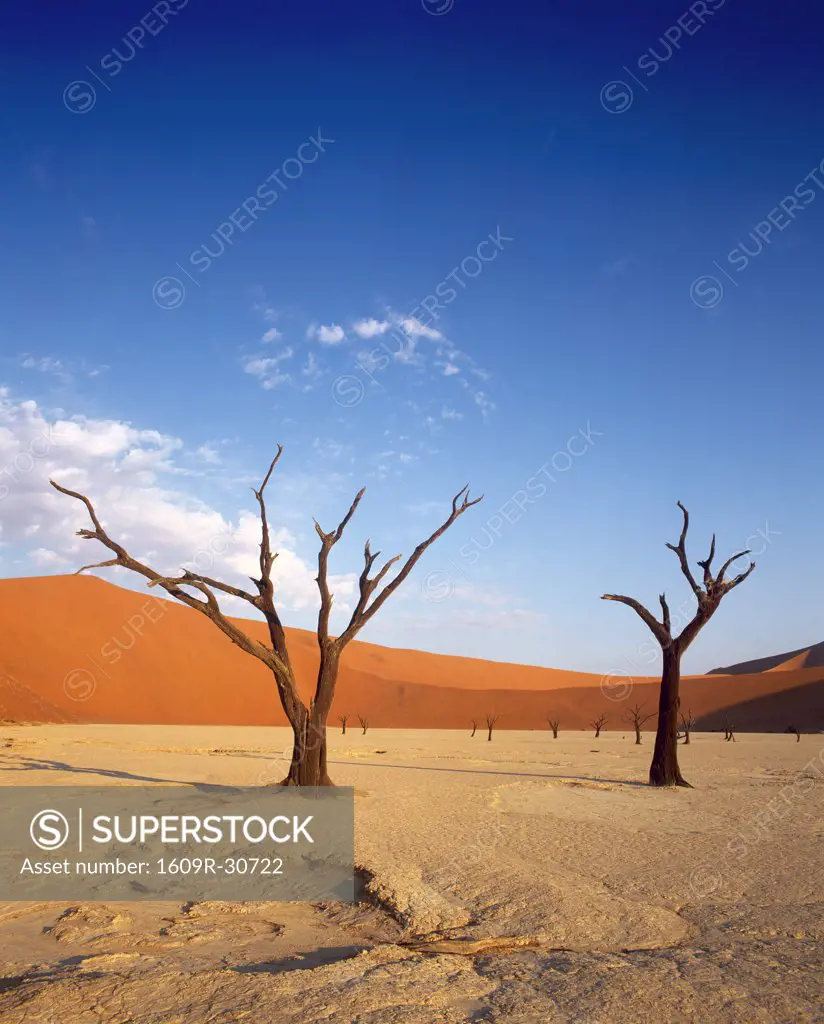 Red dunes & dead acacia tree, Dead Vlei, Namib-Naukluft-Sossusvlei, Namibia