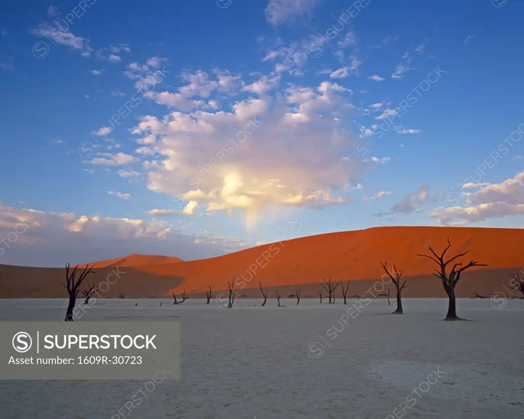 Red dunes & dead acacia tree, Dead Vlei, Namib-Naukluft-Sossusvlei, Namibia