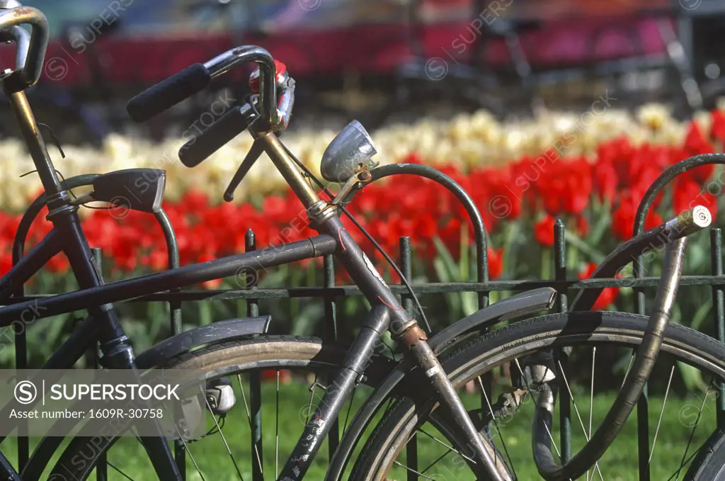 Bikes and Tulips, Amsterdam, Holland