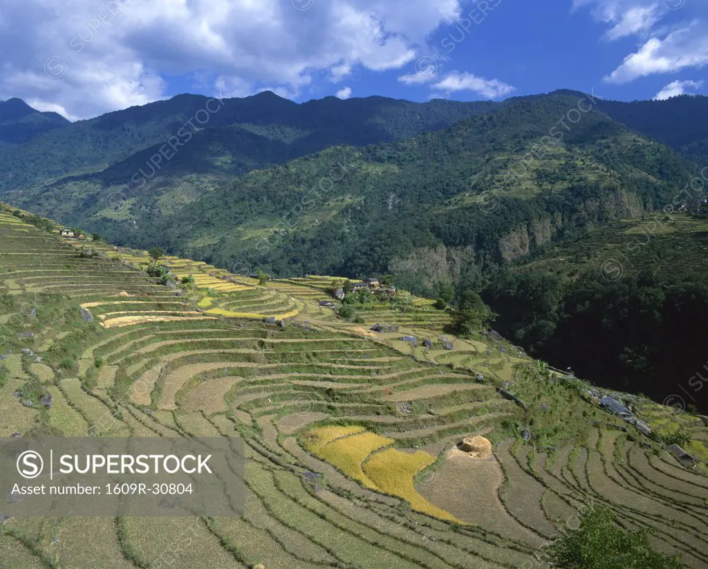 Rice fields, Annapurna Region, Nepal