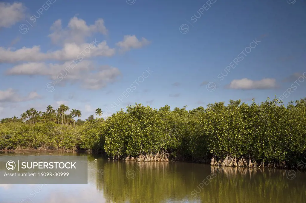 Puerto Rico, Vieques Island, Kiani Lagoon, Mangroves