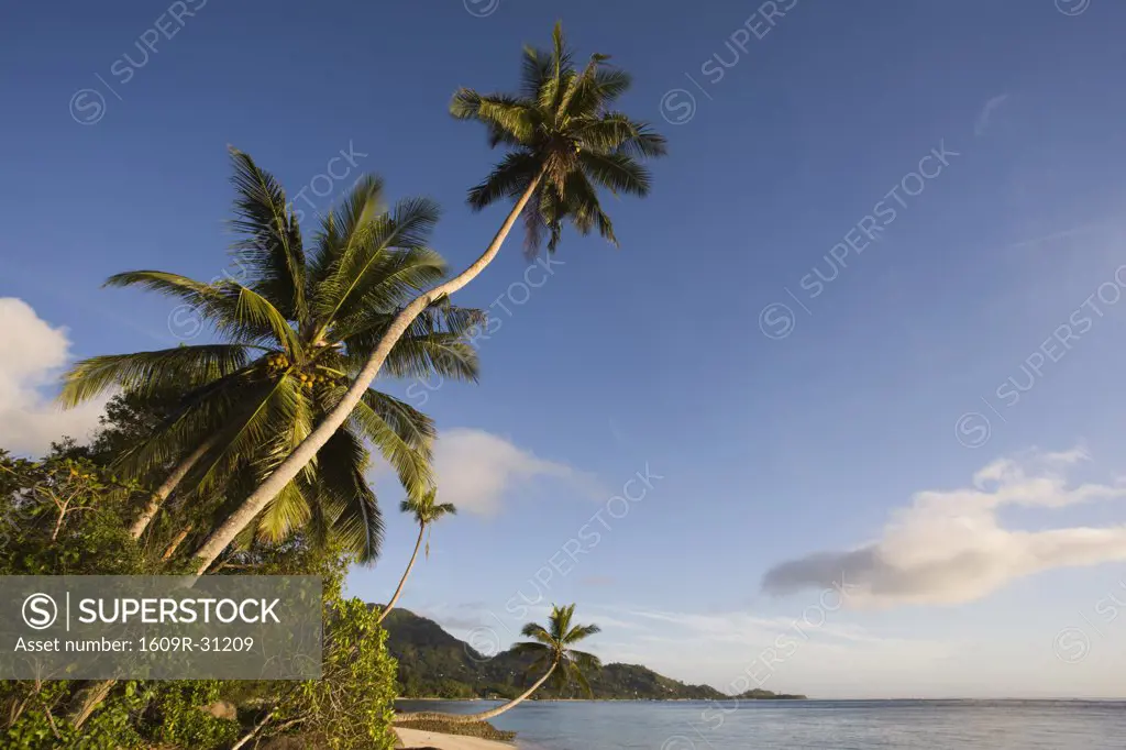 Seychelles, Mahe Island, palms, Fairyland Beach, dawn