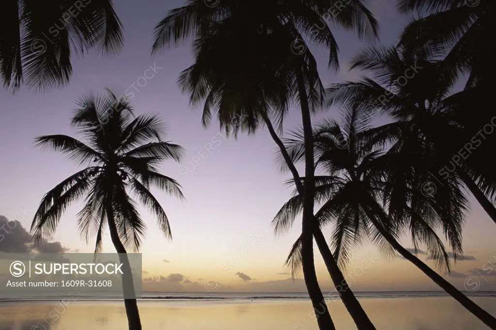 Palm Trees, Pigeon Point, Tobago, Caribbean