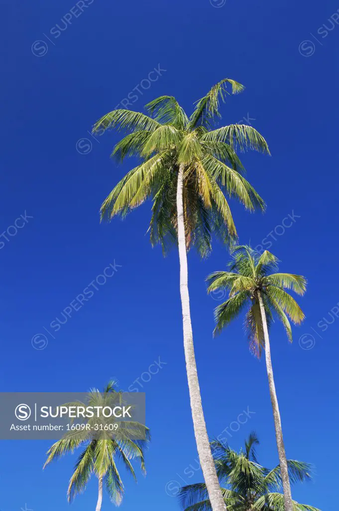Palm Trees, Pigeon Point, Tobago, Caribbean