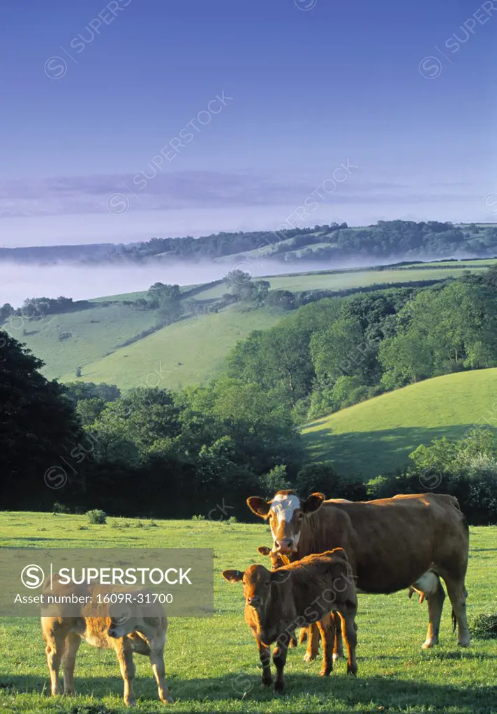 Cows, Dartmoor, Devon, England