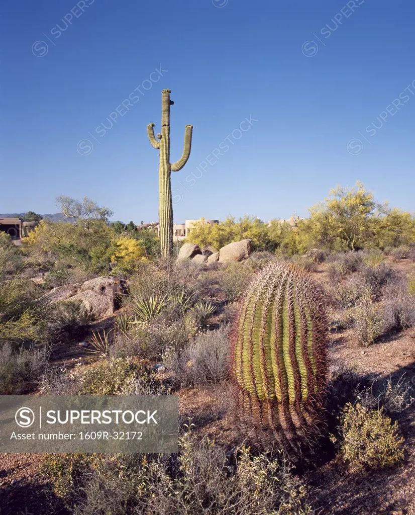 Giant cactus, Scottsdale, Arizona, USA