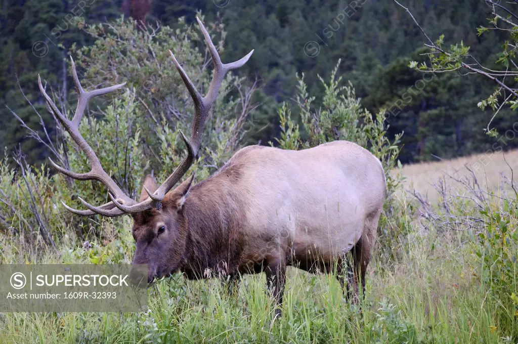 Wapiti Deer, Rocky Mountain National Park, Estes Park, Colorado, USA