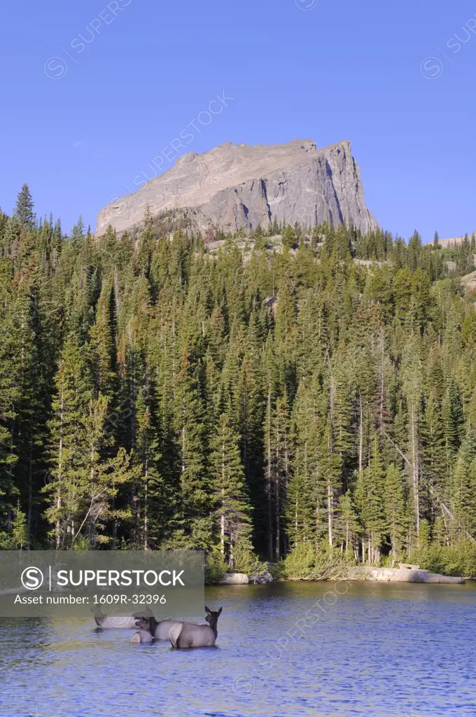 Wapiti Deer, Bear Lake and Hallet Peak, Rocky Mountain National Park, Estes Park, Colorado, USA