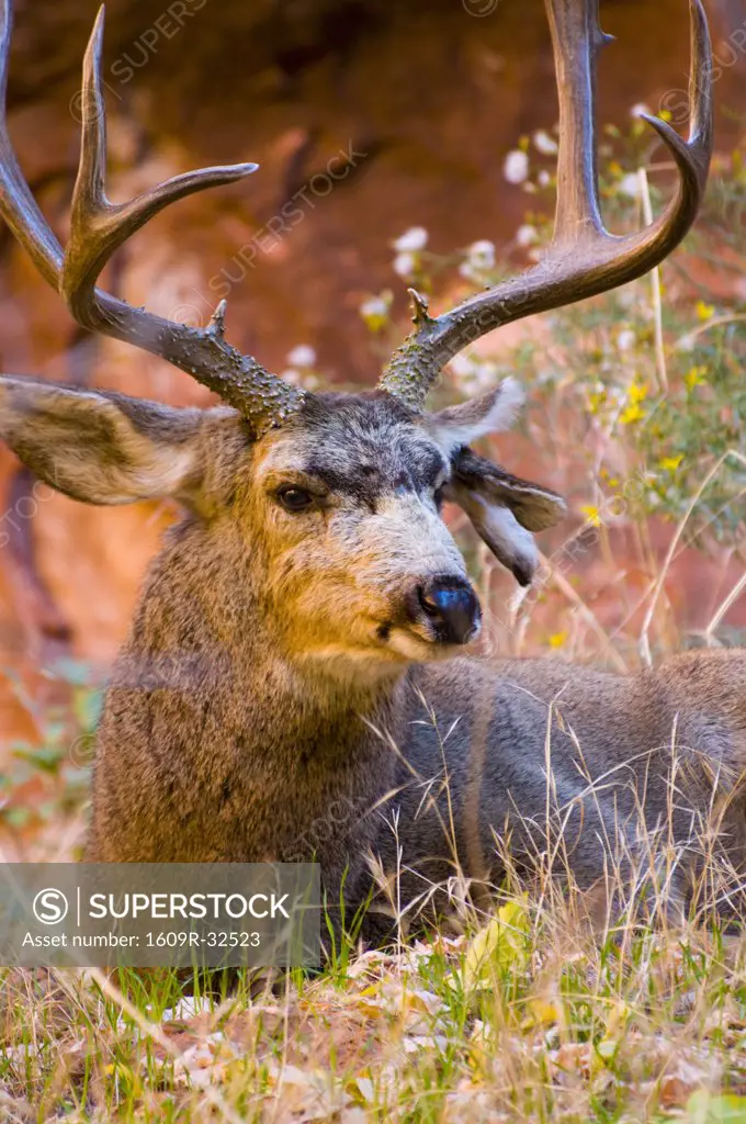 USA, Utah, Zion National Park, Mule Deer Buck