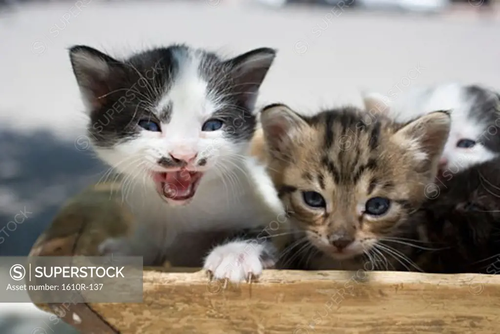 Close-up of two kittens in a wooden box