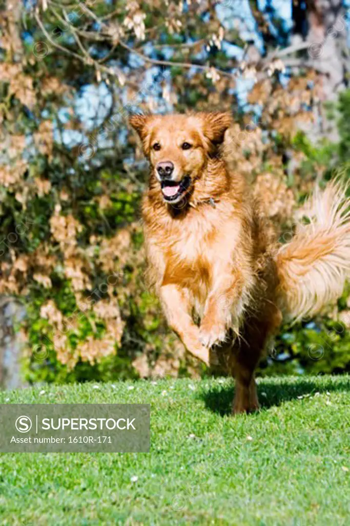 Close-up of a dog running on a lawn