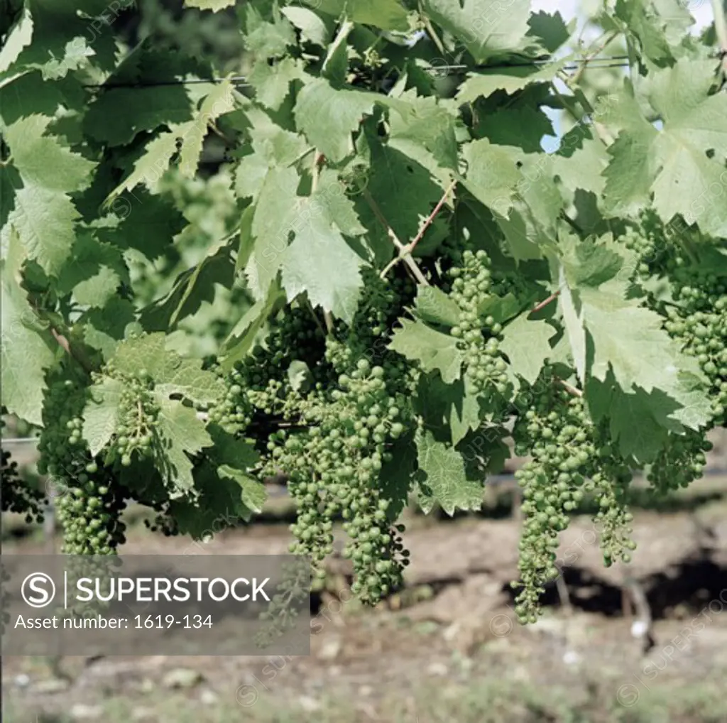 Close-up of bunches of grapes in a vineyard