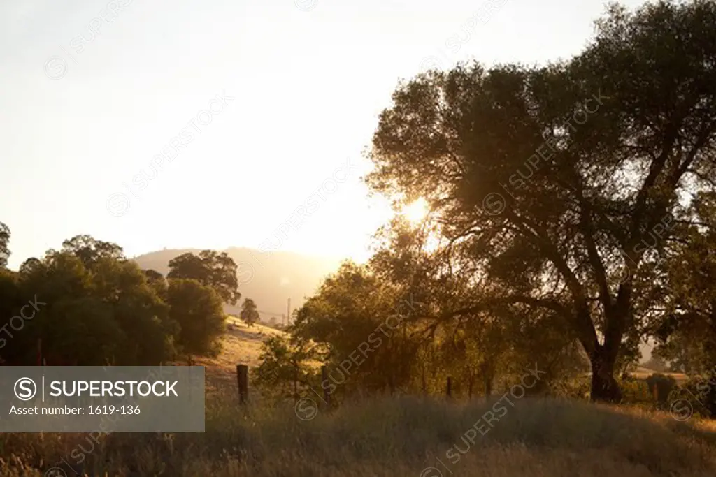Oak trees in a field at sunset, California, USA