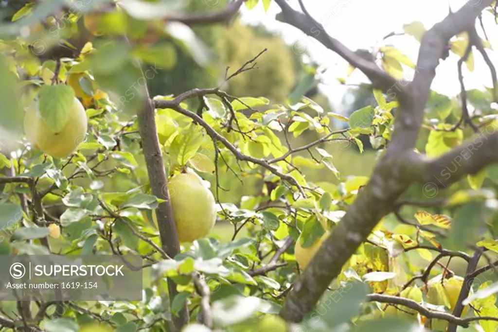 Pears growing on a pear tree