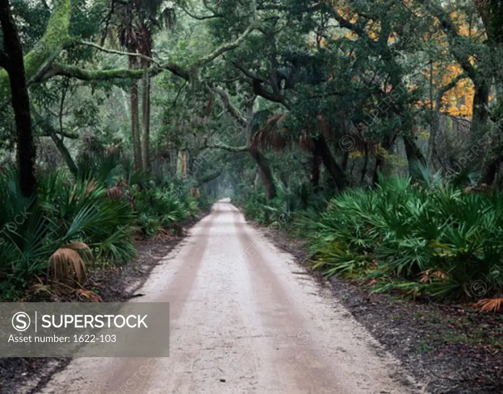 Trees along a path, Cumberland Island National Seashore, Georgia, USA