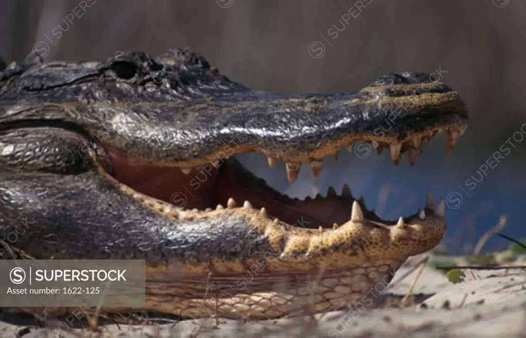 Close-up of an American Alligator (Alligator mississipiensis)