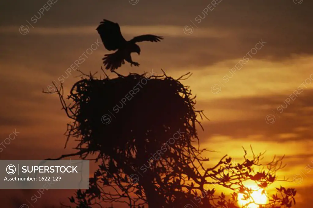 Silhouette of an osprey landing on its nest (Pandion haliaetus)