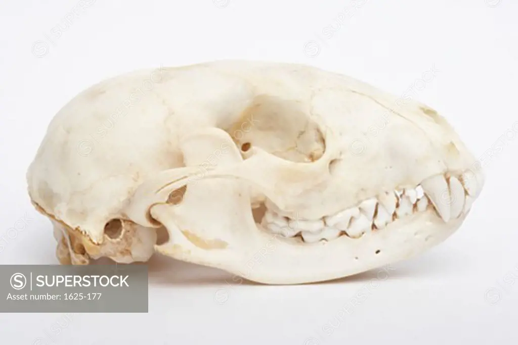 Side view of a Raccoon skull (Procyon lotor)