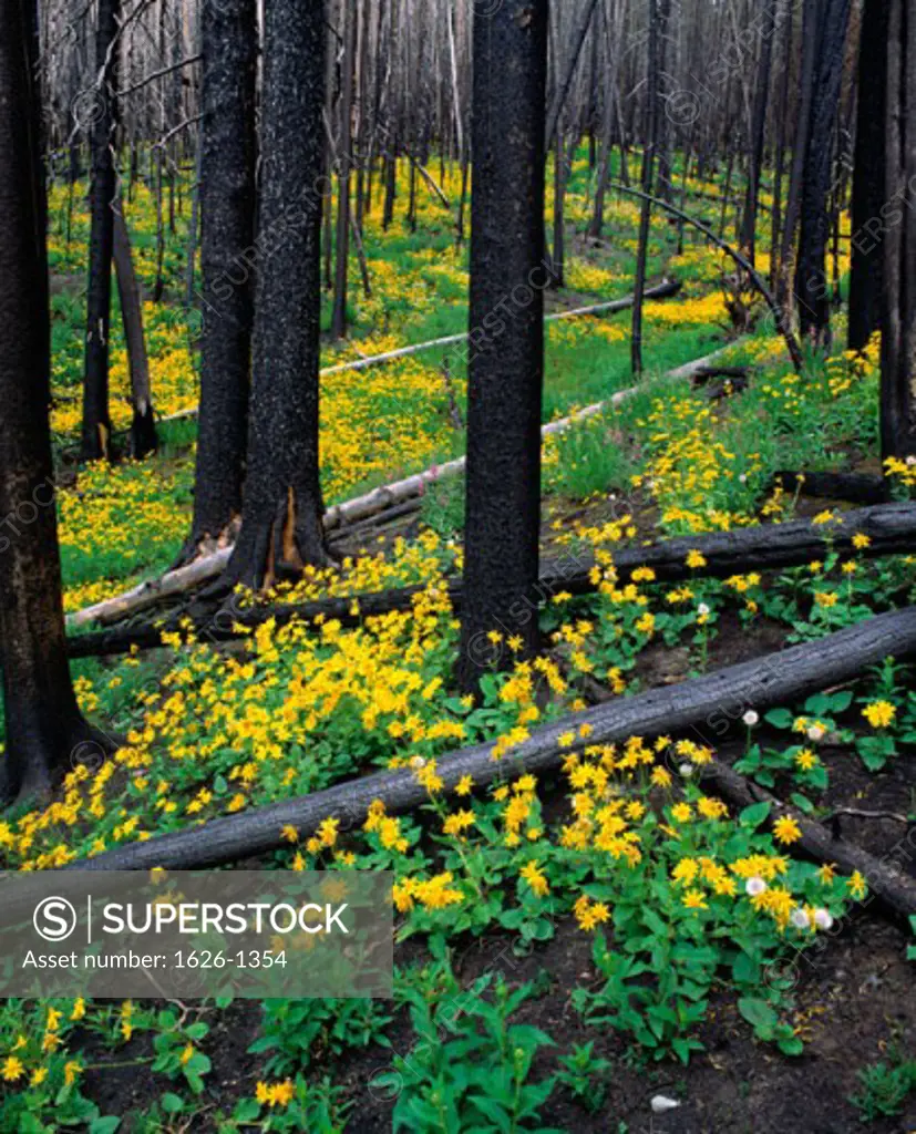 Burned Forest With Flowers