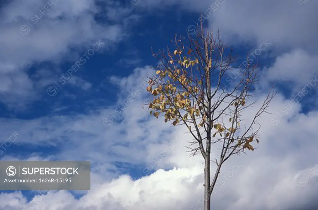 Autumn Tree Against A Cloudy Blue Sky