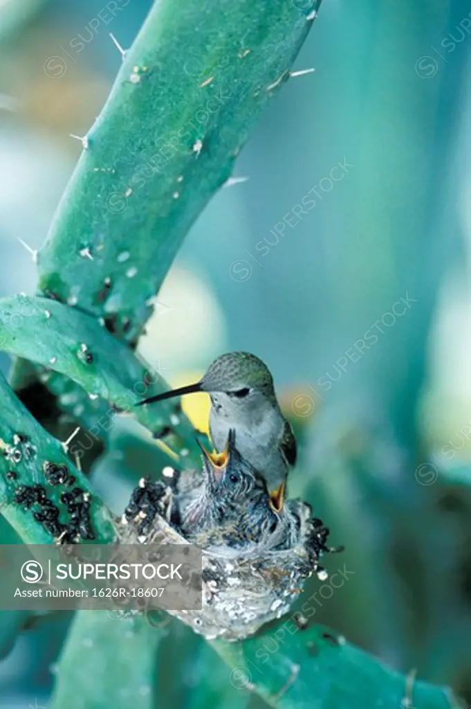Hummingbird Feeding Young