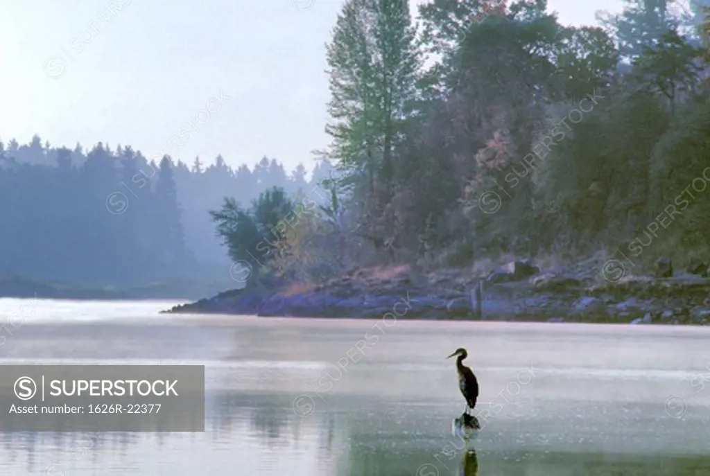 Heron at Mouth of Lake Oswego Creek in Oregon