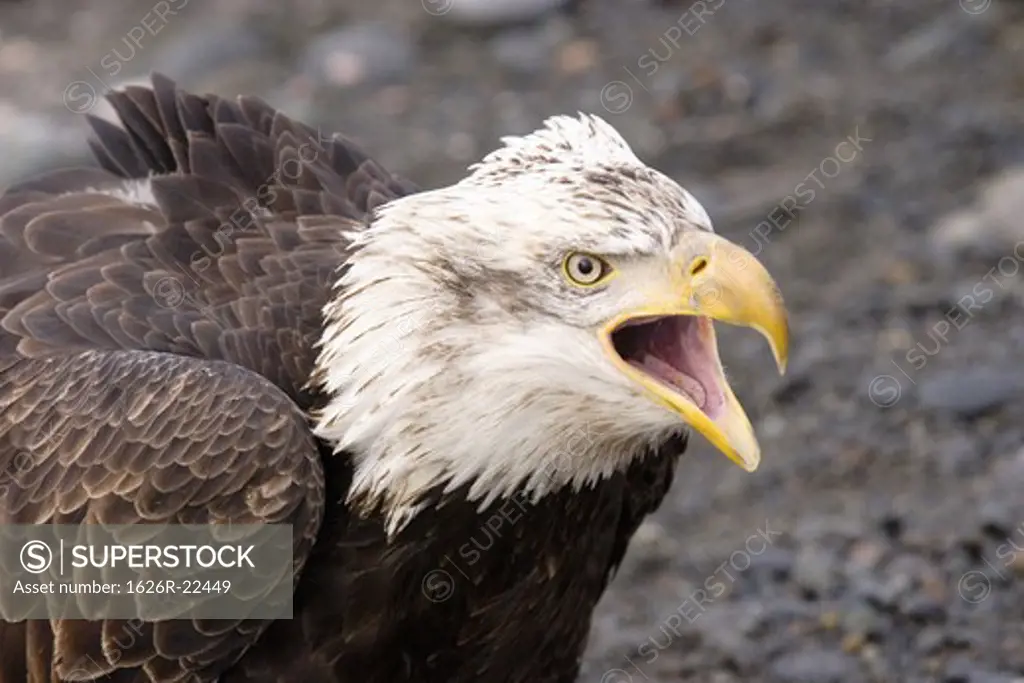 Juvenile Bald Eagle Screeching