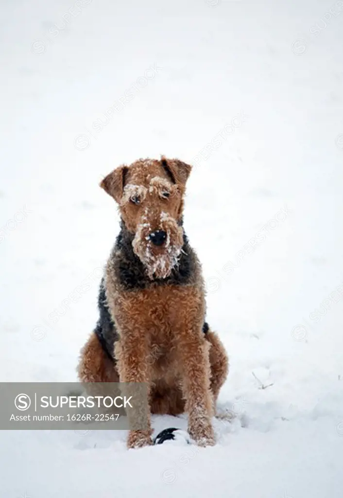 Airedale Terrier Sitting in Snow