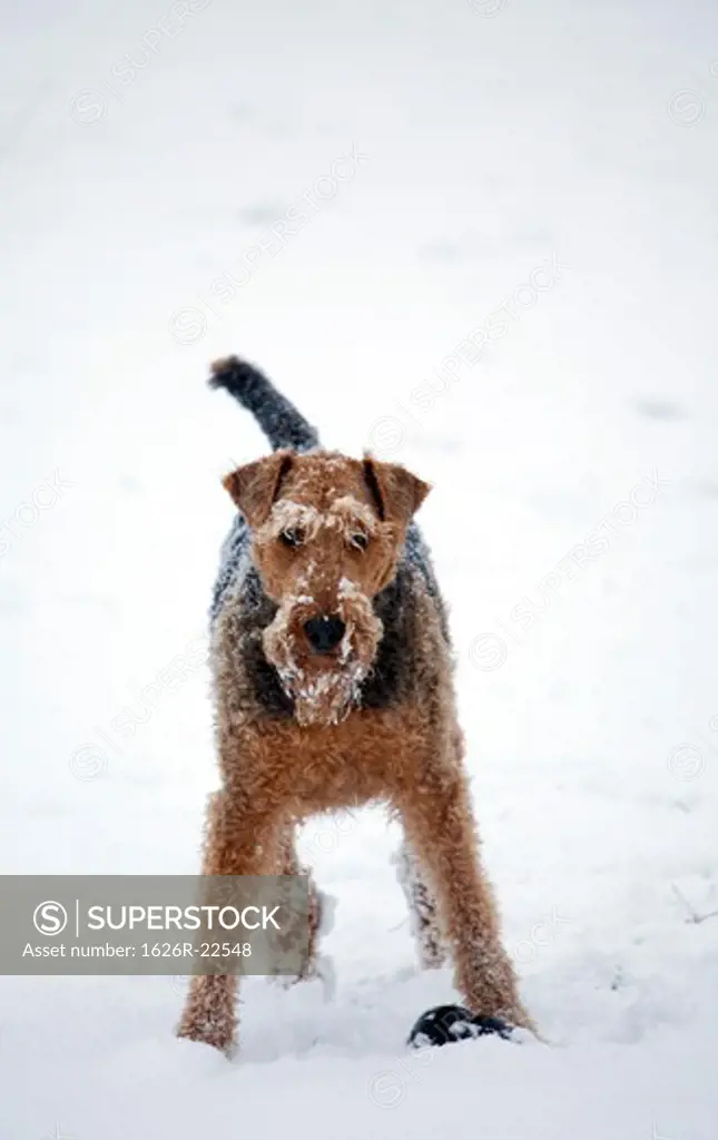 Airedale Terrier Standing in Snow