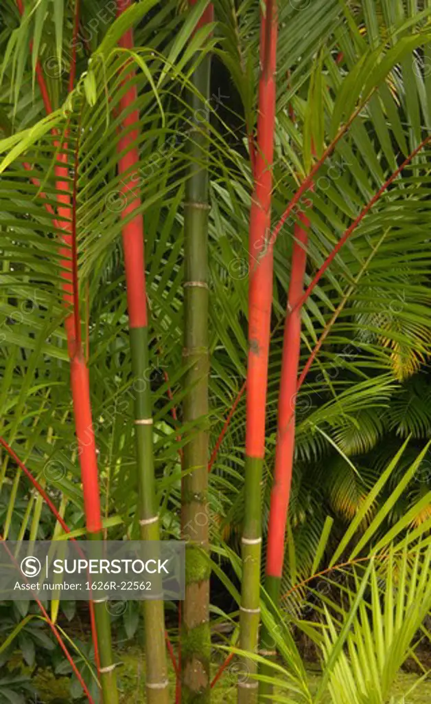 Red Bamboo