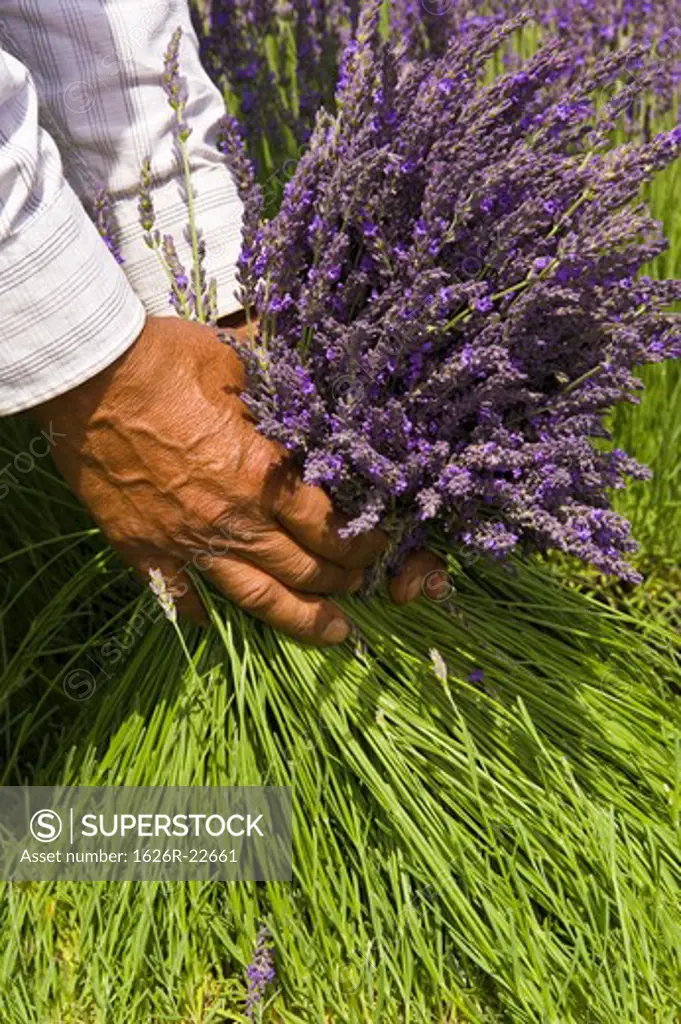 Picking Lavender