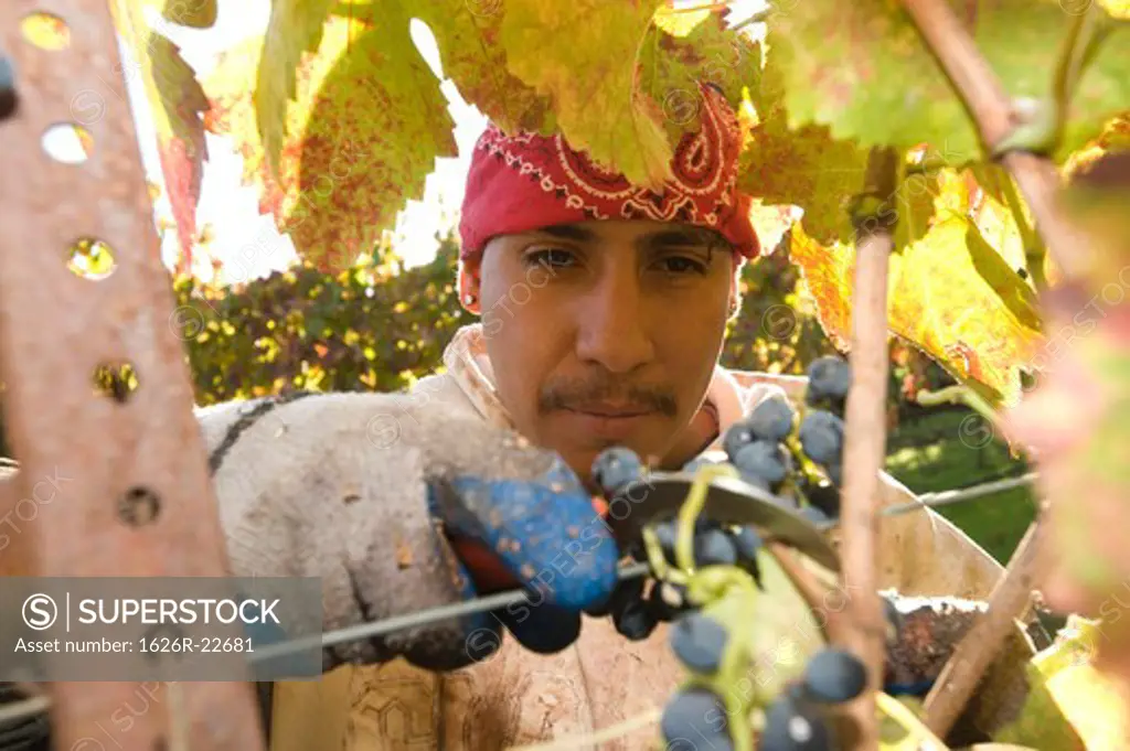 Grape Harvest