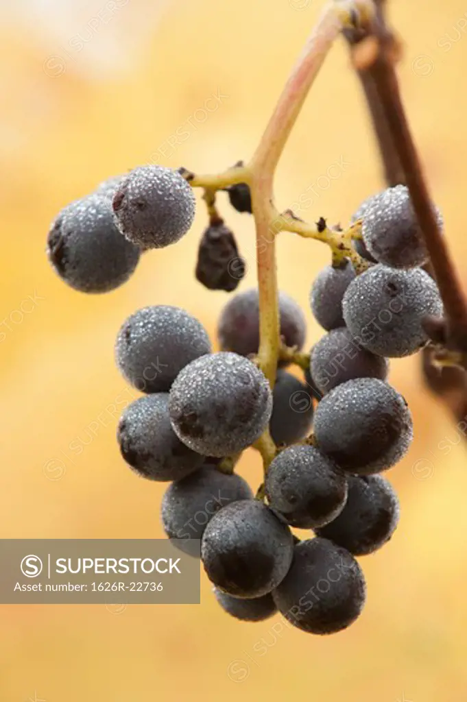 Grapes Covered In Dew