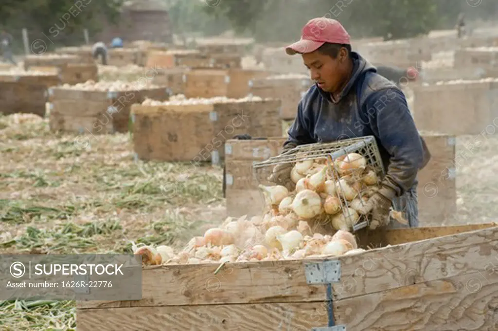 Young Man Working In Onion Fields